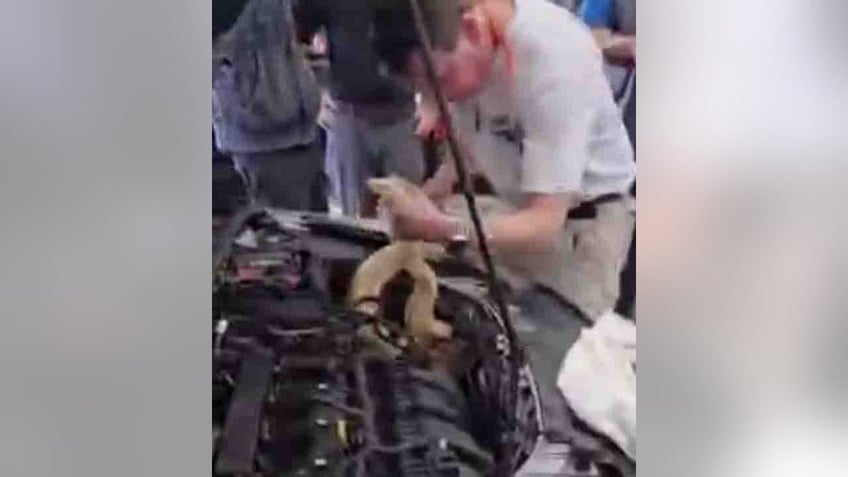 south carolina auto mechanic discovers 8 foot albino boa coiled around car engine