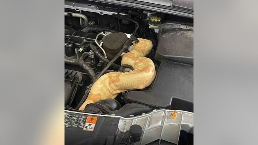 south carolina auto mechanic discovers 8 foot albino boa coiled around car engine