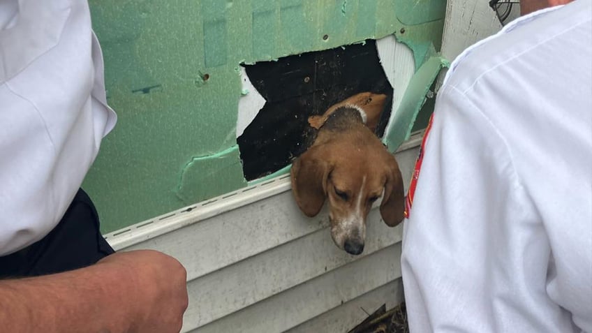 south carolina dog rescued from tight spot a dryer vent