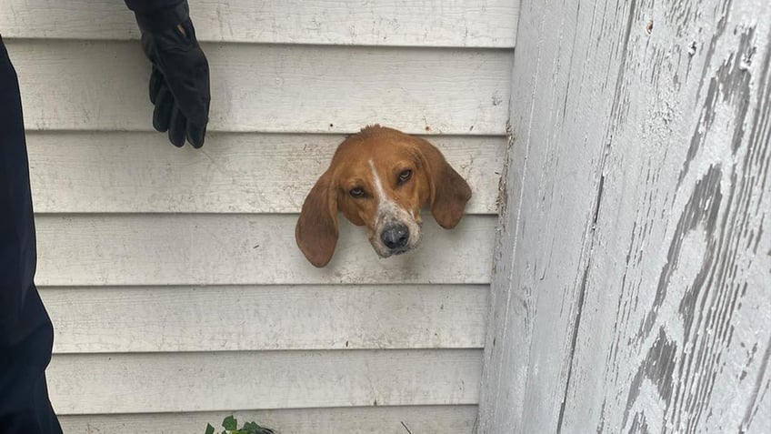 south carolina dog rescued from tight spot a dryer vent