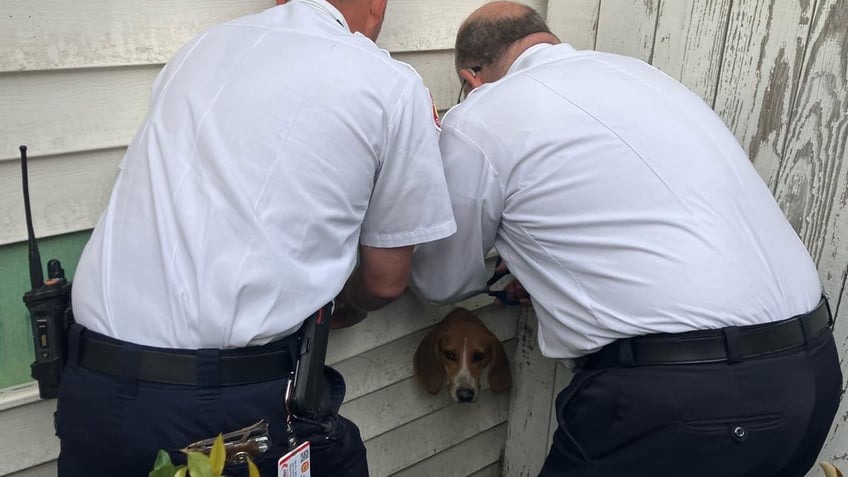 south carolina dog rescued from tight spot a dryer vent