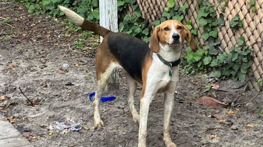 south carolina dog rescued from tight spot a dryer vent