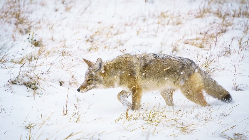 coyote in snow at yellowstone