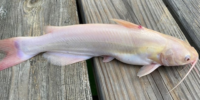 south carolina teen fishes for catfish for the first time reels in extremely rare find