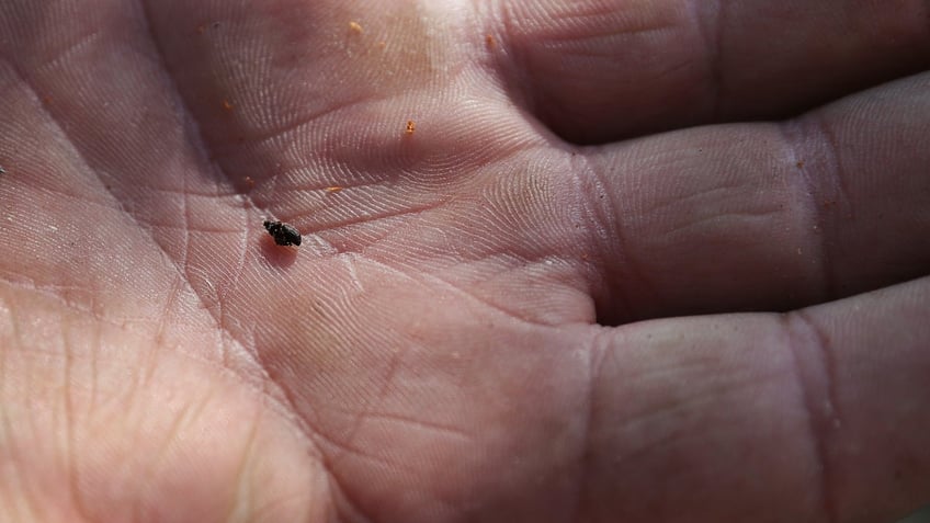 Mountain pine beetle