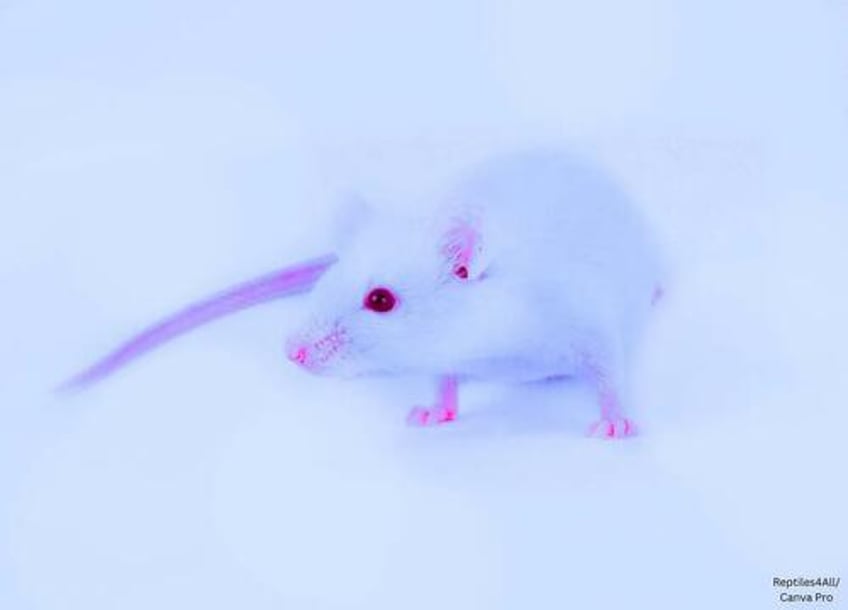 south korea lab makes bird flu 100 lethal in mammals virology journal