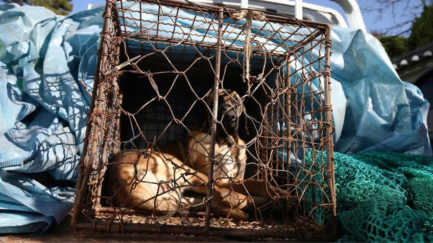 two dogs in a cage