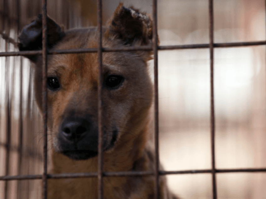 south korea struggles to address historic dog meat trade while becoming cultural power