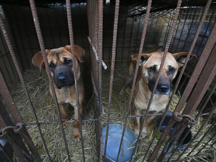 south korea struggles to address historic dog meat trade while becoming cultural power