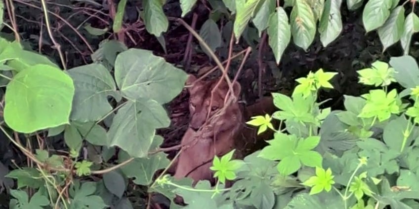 south korean lioness escapes from farm before being killed by hunter