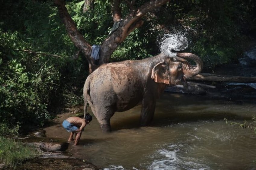 A Spanish woman was killed while she was bathing an elephant at a sanctuary in southern Th