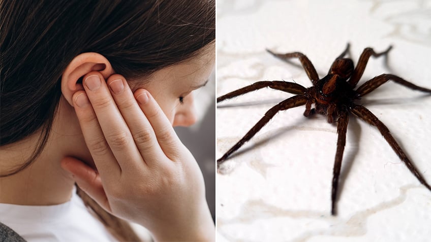 spider crawls out of womans ear in traumatic experience as tiktok video goes viral crying throwing up