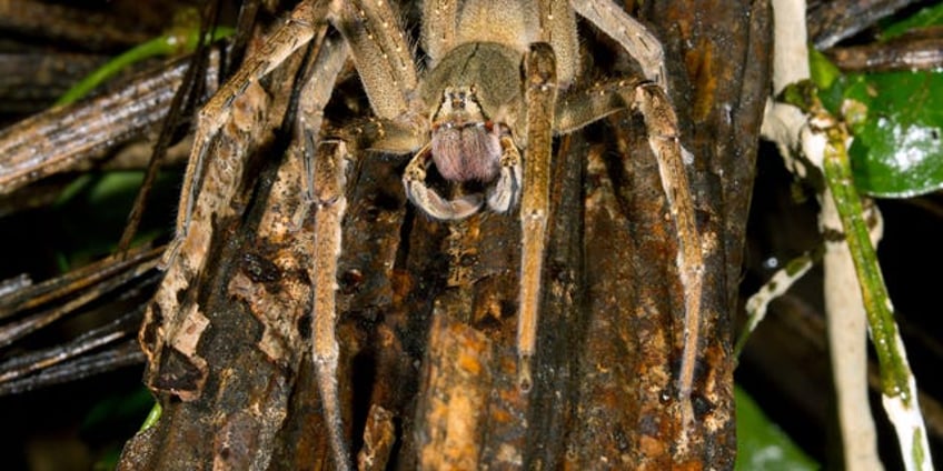 spider with erection inducing bite shuts down supermarket but owners insist store is safe to reopen