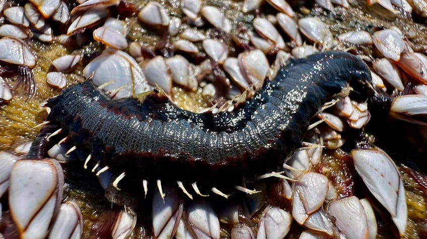 fireworm found in Corpus Christi