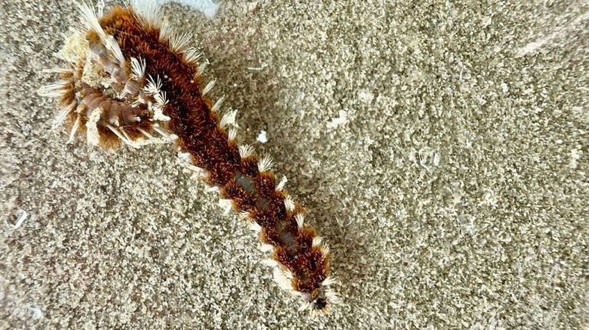 bristle worm washes up on Texas beach