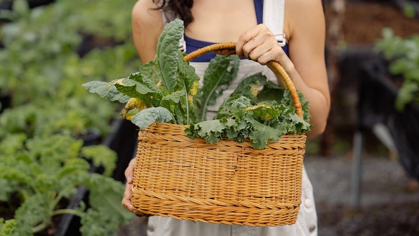 spinach vs kale which is better for you nutritionists settle the great debate