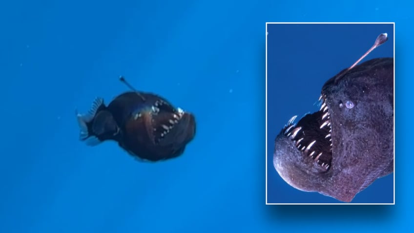 Split images of anglerfish