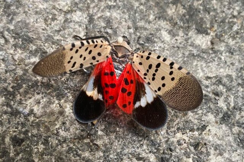 spotted lanternfly has spread to illinois threatening trees and crops