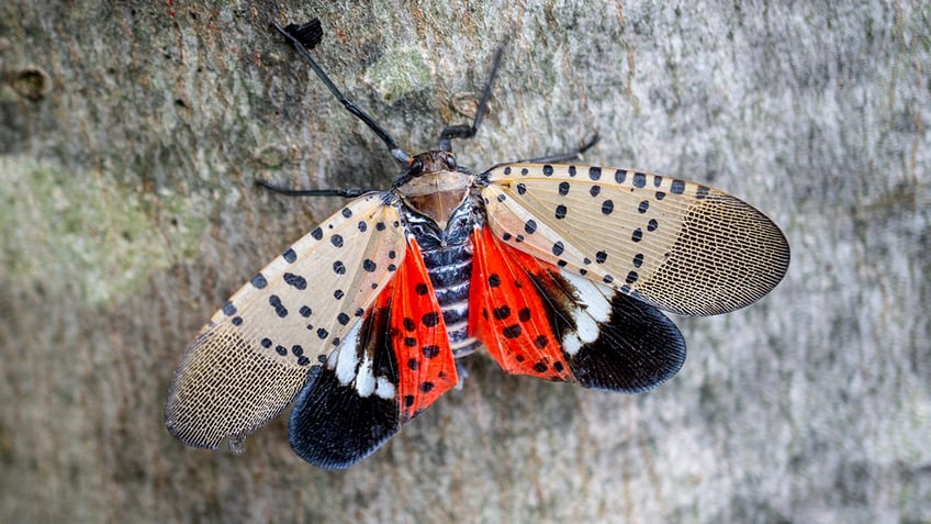 spotted lanternfly stomp season gains attention as 14 states fight the invasive pests ew