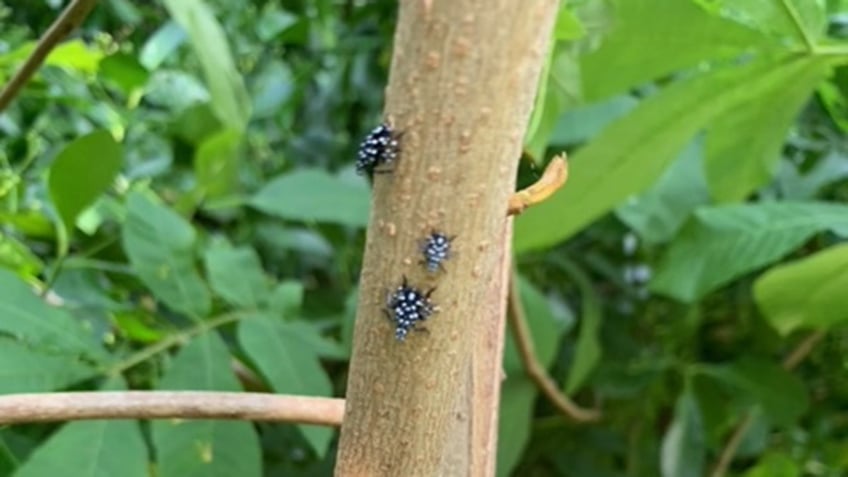 spotted lanternfly stomp season gains attention as 14 states fight the invasive pests ew