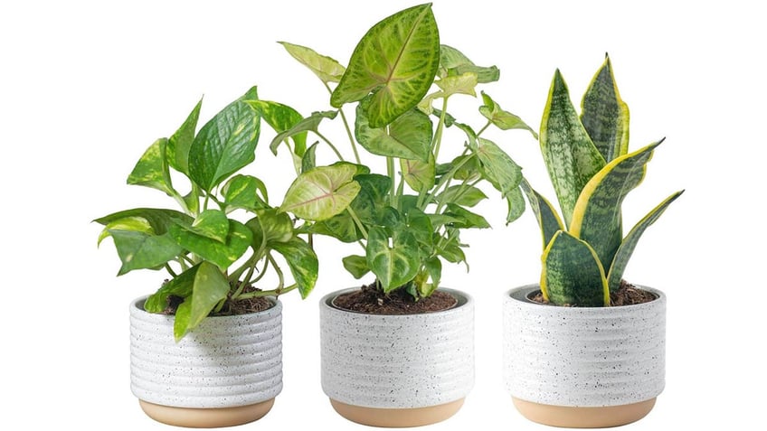 Live plants for sale on Amazon