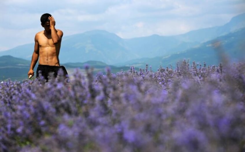 squeezed out bulgaria lavender oil makers fear eu laws