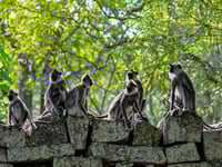 Sri Lanka counts seven million crop-busting monkeys