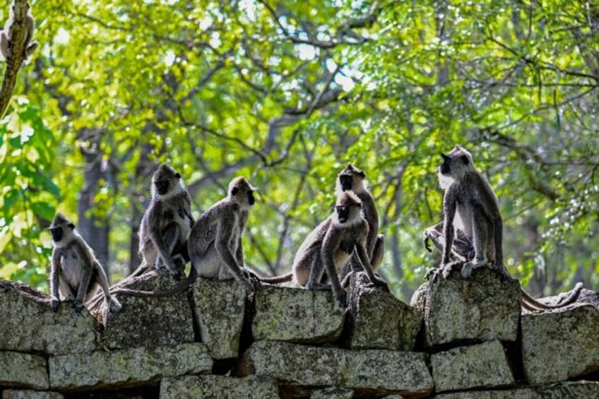 Officials in Sri Lanka said they were withholding the results of a survey of crop-destroyi