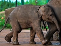 Sri Lanka train kills elephant despite new safety moves