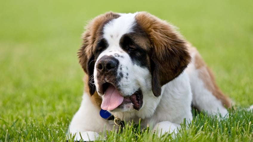 St Bernard lying in a field.