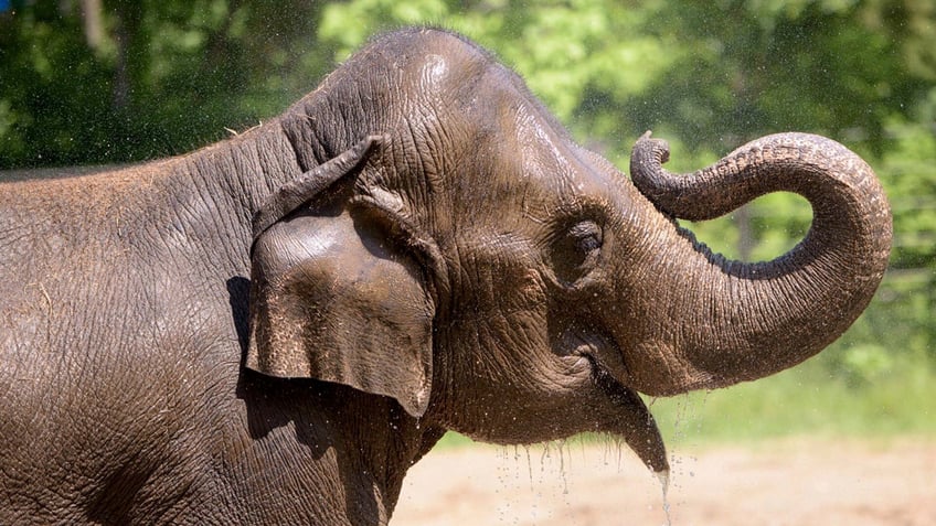 st louis zoo elephant dies after lost dog agitates herd