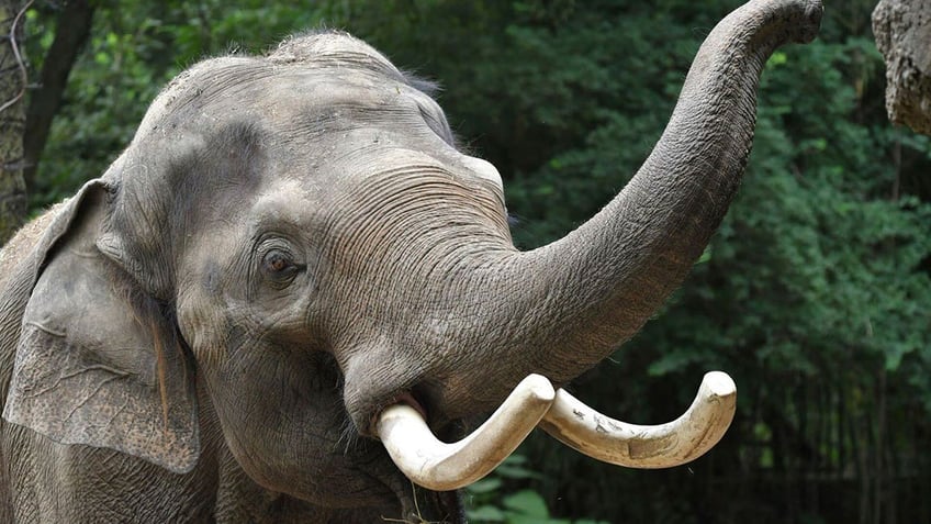 Raja the elephant