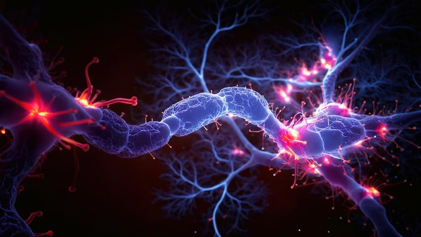 Picture of a nondescript cell/neuron