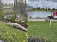 Startling video shows Florida alligator lunging at couple riding in golf cart