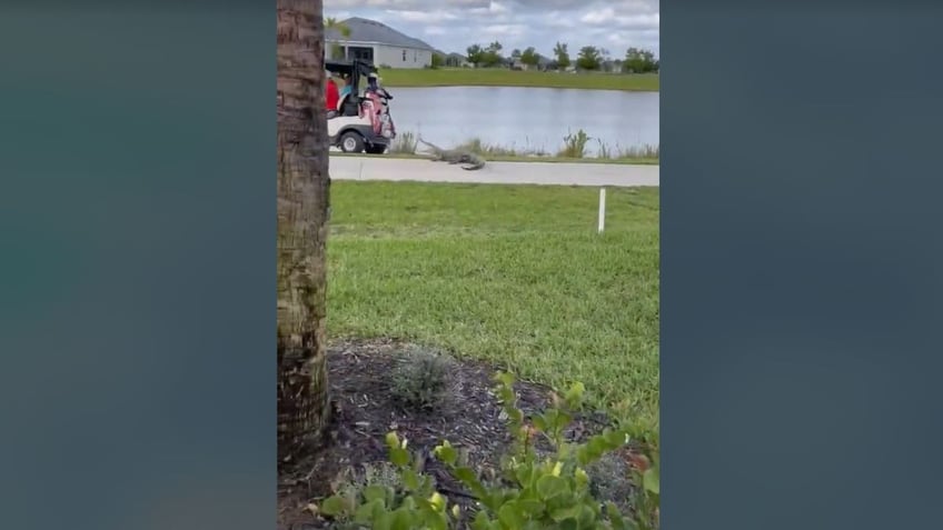 Gold cart speeding away from gator