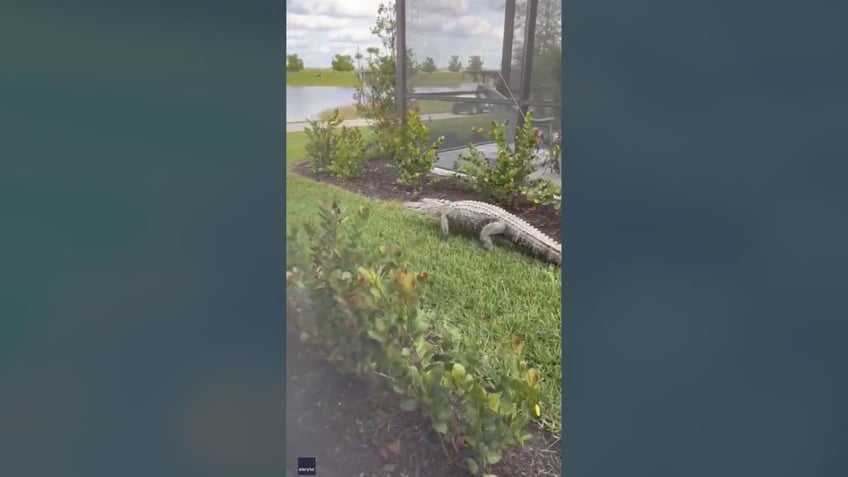 Alligator walking between Florida houses