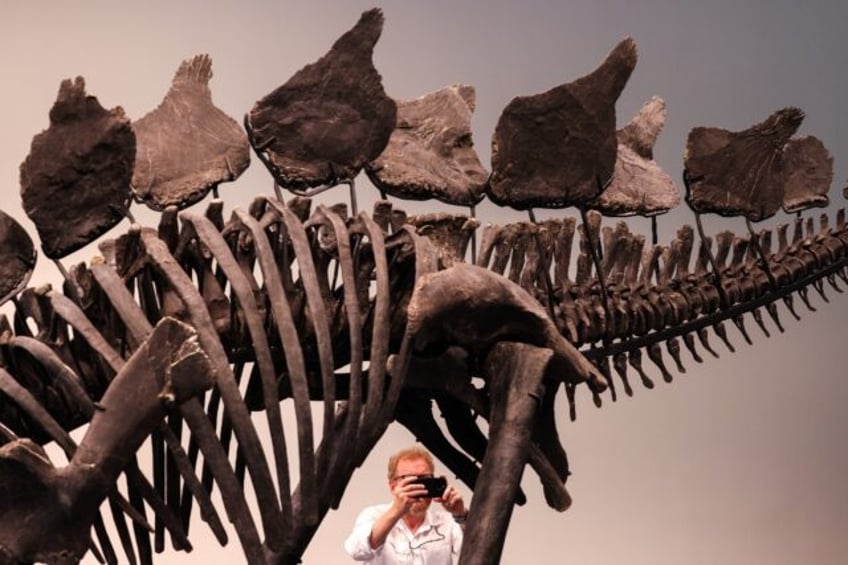 A 150-million-year-old skeleton of a stegosaurus is up for auction at Sotheby's in New Yor