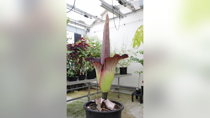 The exotic corpse flower from Indonesia is in bloom at Harvard’s Arnold Arboretum with officials saying it smells similar to "rotting meat."