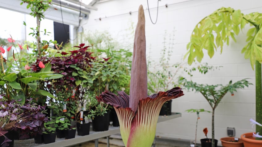Plug your noses as a rare corpse flower has begun to bloom in Boston, Massachusetts.