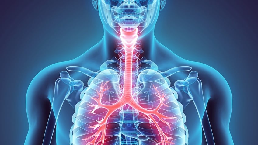 Larynx Trachea Bronchi