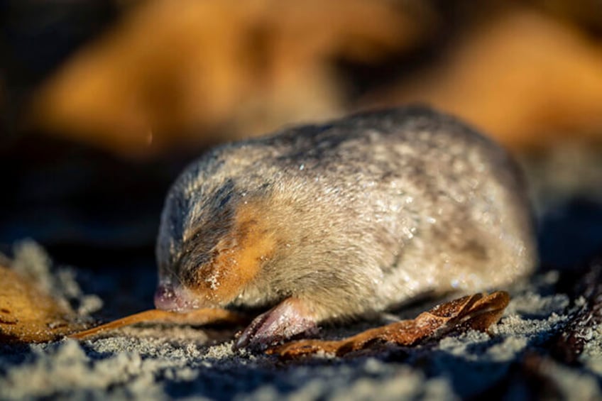 still alive golden mole not seen for 80 years and presumed extinct is found again in south africa