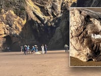 Strange alien-like fish washes up on Oregon beach, creates 'quite a stir'