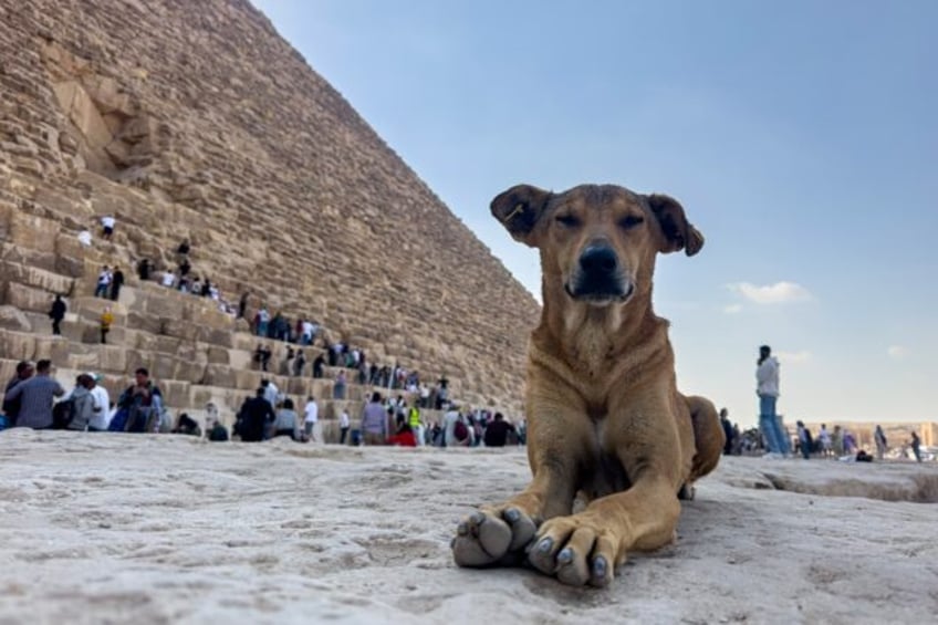 A pack of about eight dogs has made its home among the ancient ruins of the Giza Pyramids