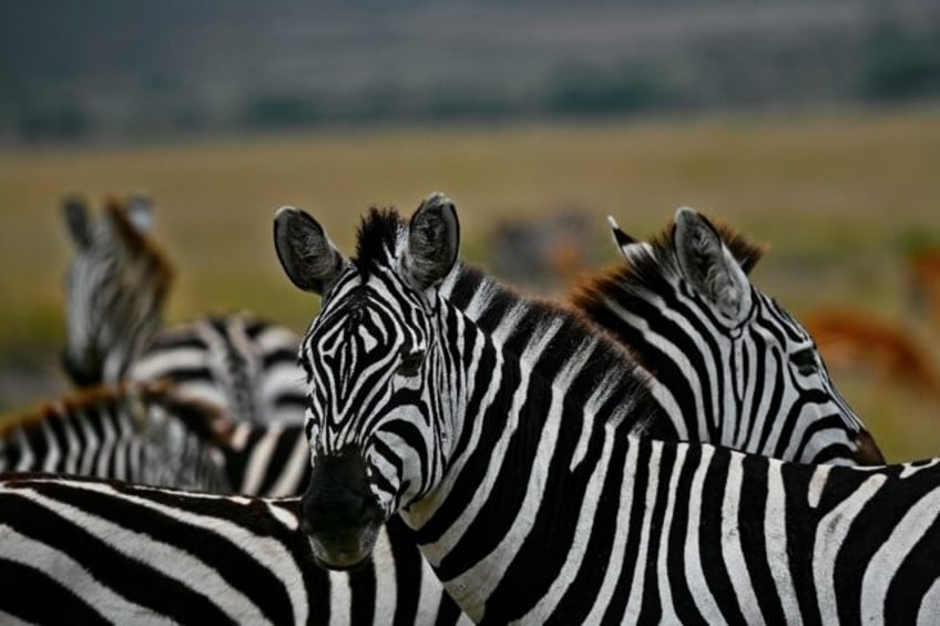 Zebra hail from Africa, where they are preyed upon by lions