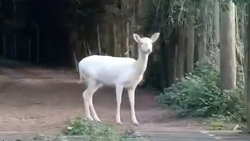 student spots breathtaking white deer while on fishing trip we have never seen one before