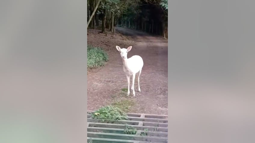 student spots breathtaking white deer while on fishing trip we have never seen one before