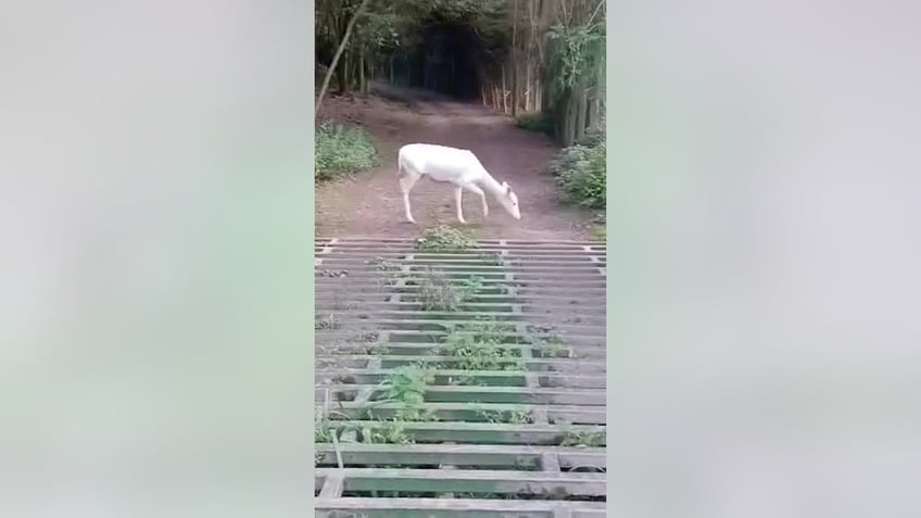 student spots breathtaking white deer while on fishing trip we have never seen one before