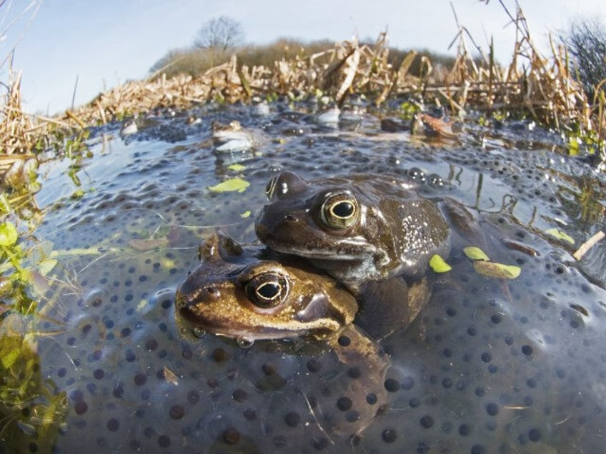 study female frogs play dead to escape aggressively mating males