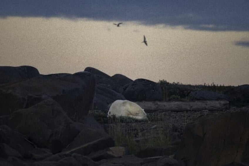 study quantifies link between greenhouse gases polar bear survival