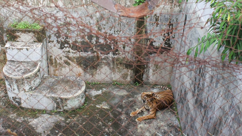 Sumatran tiger in zoo